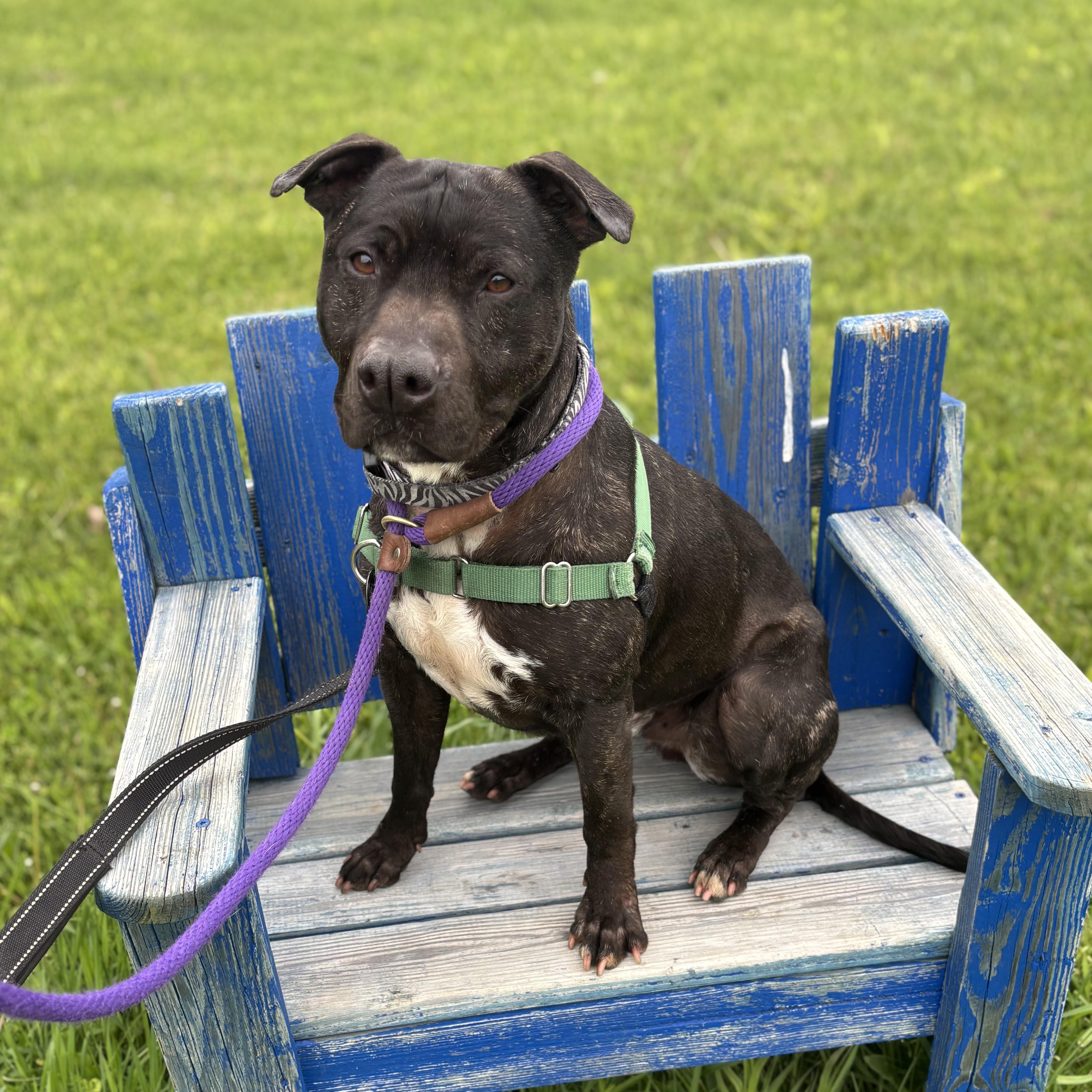 Enlarge Yoda, a Adoptable mixed breed in Lake Odessa, MI image 2/6