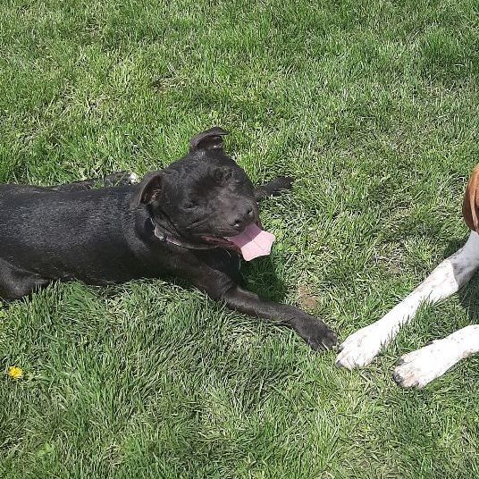 Enlarge Yoda, a Adoptable mixed breed in Lake Odessa, MI image 2/13