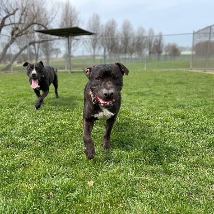 Enlarge Yoda, a Adoptable mixed breed in Lake Odessa, MI image 3/13