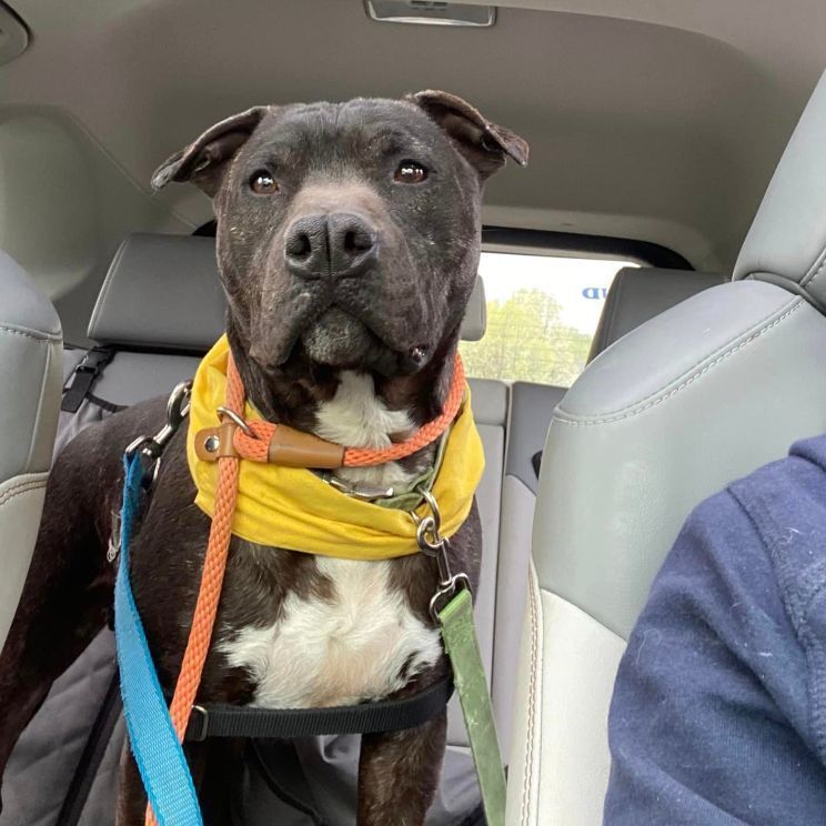 Enlarge Yoda, a Adoptable mixed breed in Lake Odessa, MI image 4/13