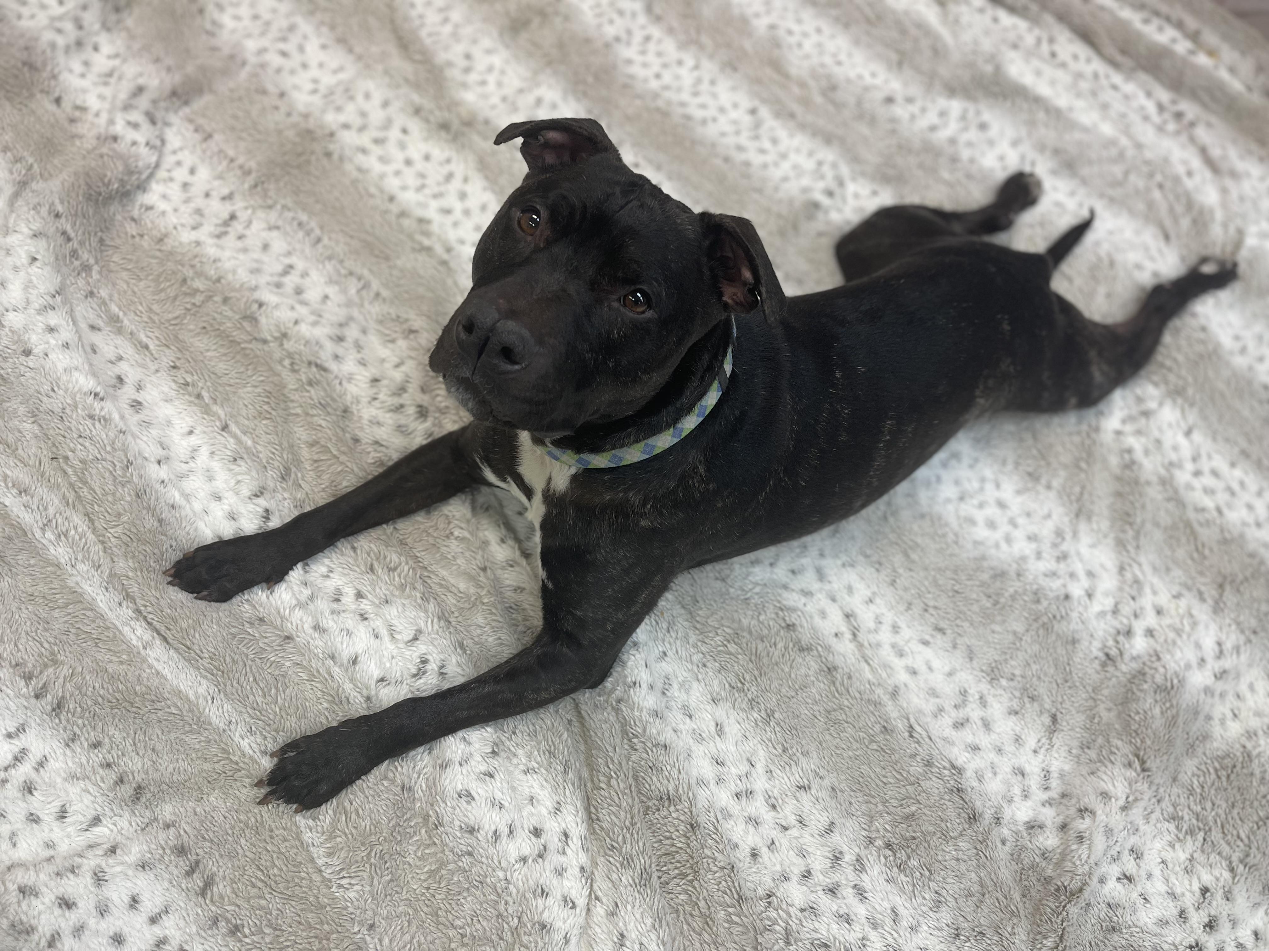 Yoda, Adoptable, Adult Male Terrier.