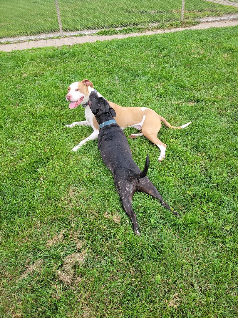 Enlarge Yoda, a Adoptable mixed breed in Lake Odessa, MI image 5/13