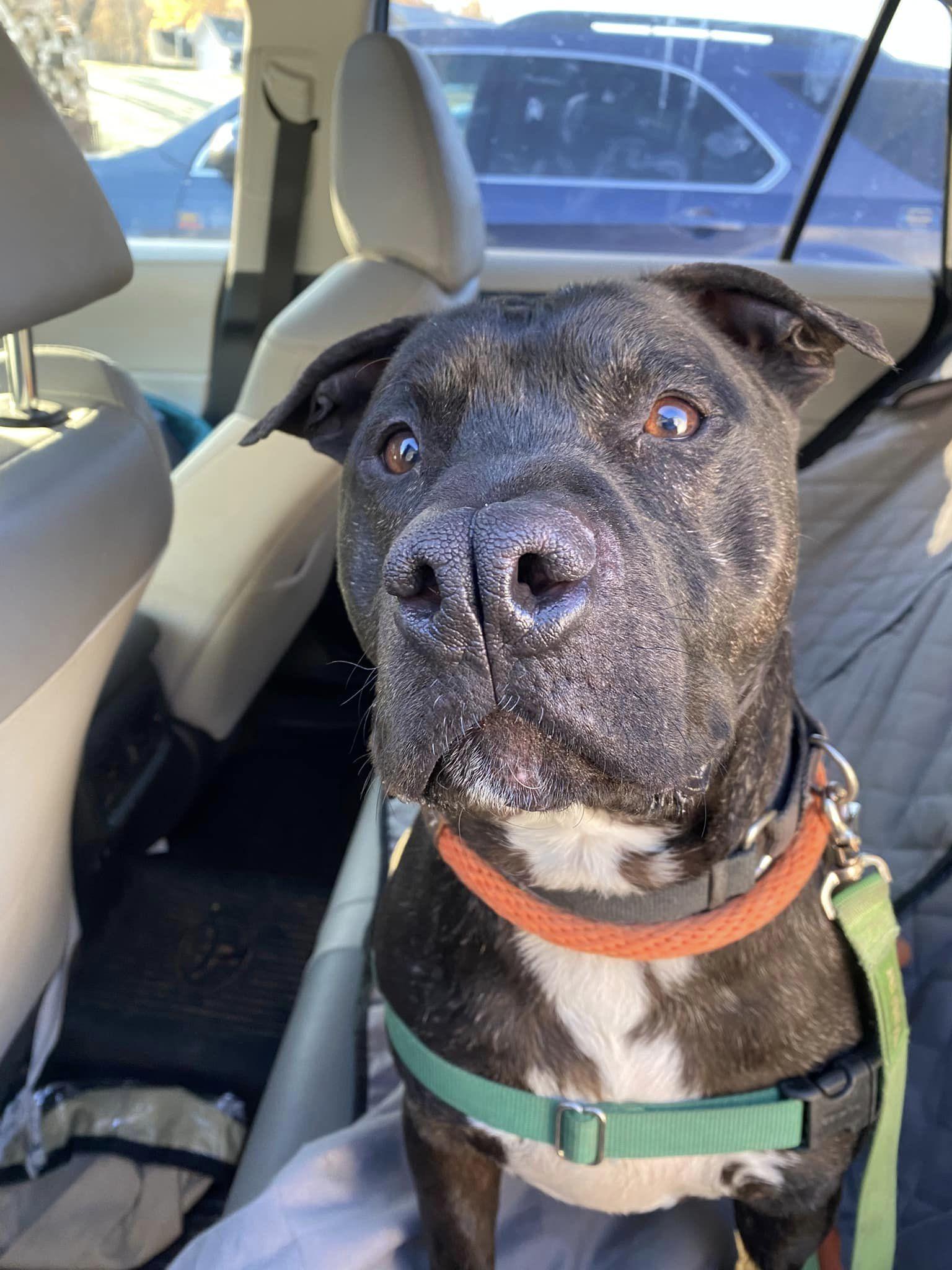 Enlarge Yoda, a Adoptable mixed breed in Lake Odessa, MI image 6/6