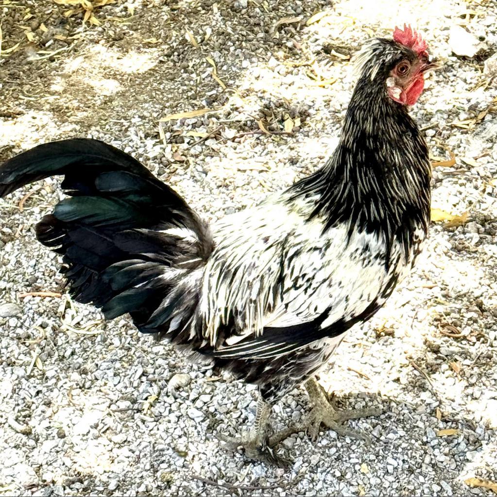 Oreo, Adoptable, Adult Male Chicken & Chicken, DomesticMix.