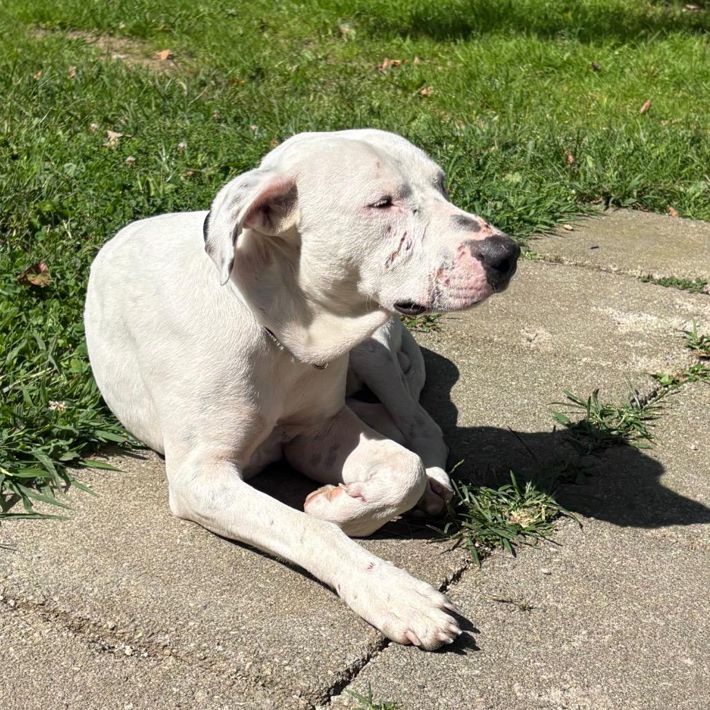 Stetson, Adoptable, Adult Male Mixed Breed & Dalmatian.