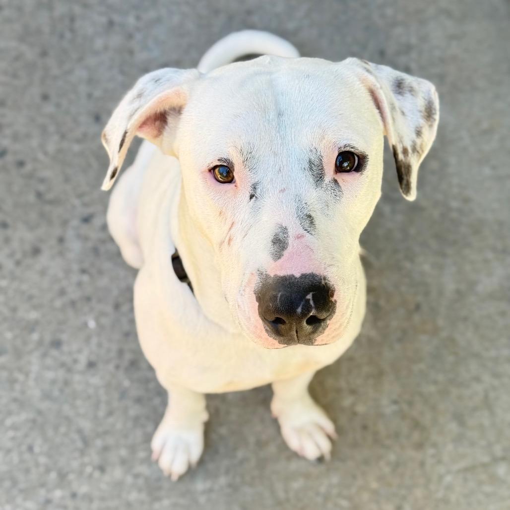 Enlarge Stetson, a Adoptable mixed breed in New Fairfield, CT image 2/6