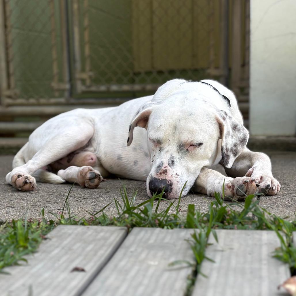 Enlarge Stetson, a Adoptable mixed breed in New Fairfield, CT image 3/6