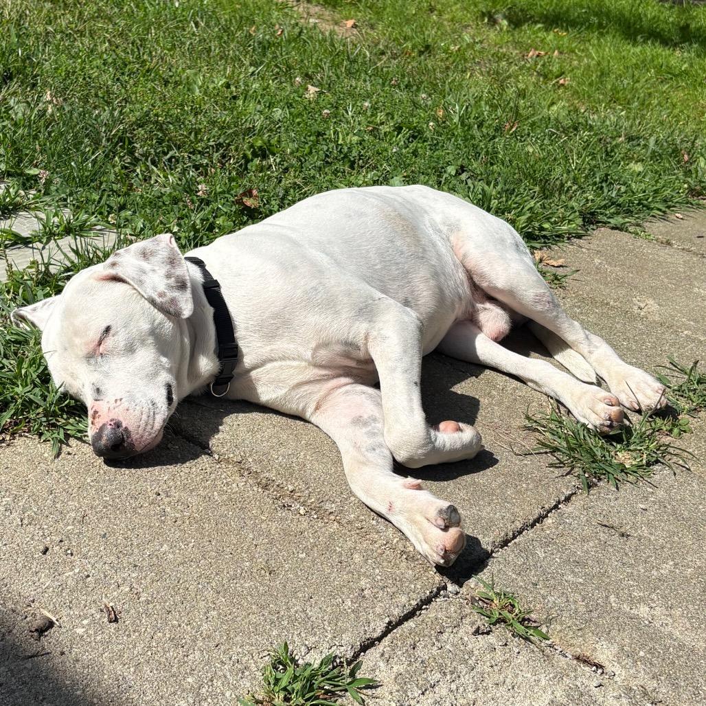 Enlarge Stetson, a Adoptable mixed breed in New Fairfield, CT image 4/6