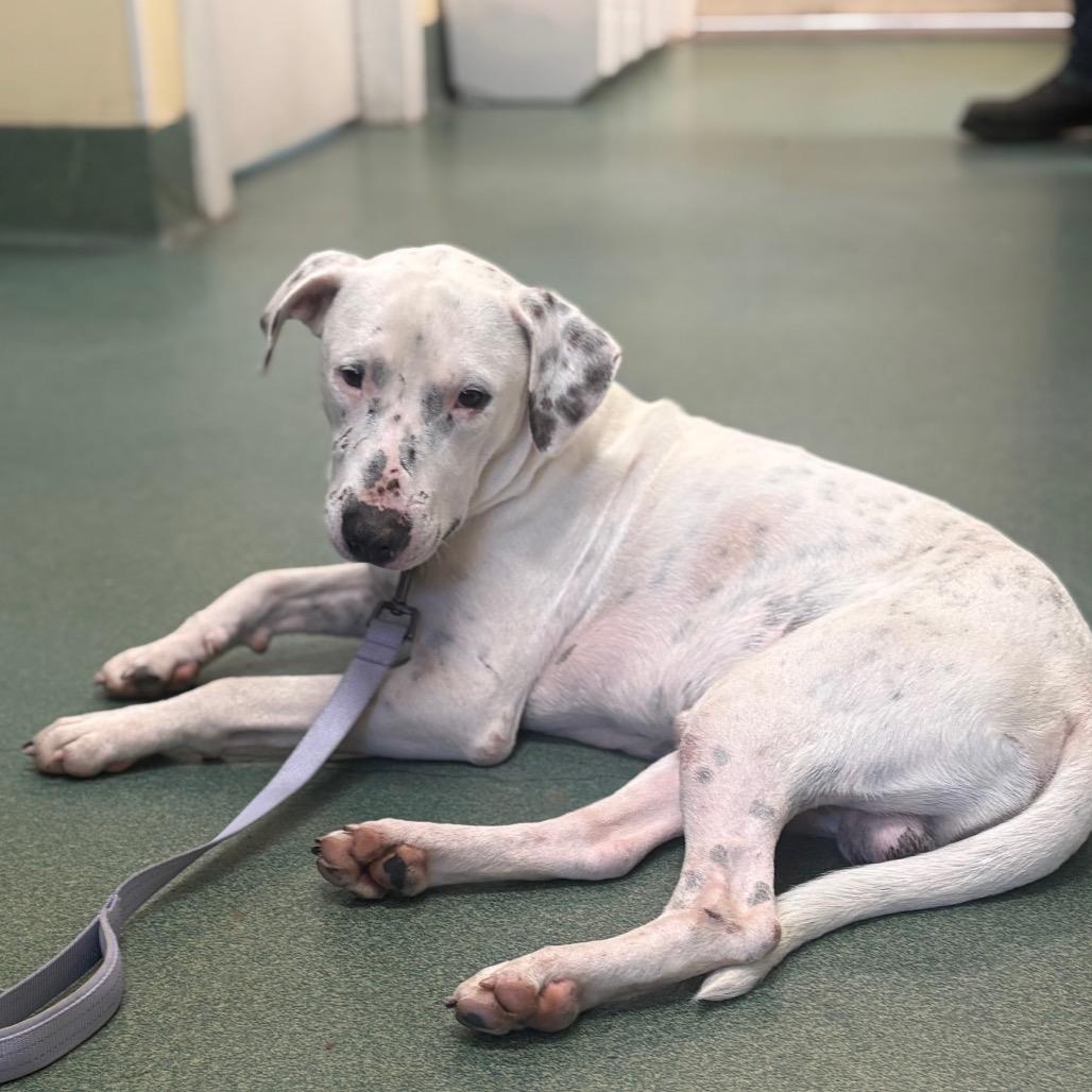 Enlarge Stetson, a Adoptable mixed breed in New Fairfield, CT image 5/6