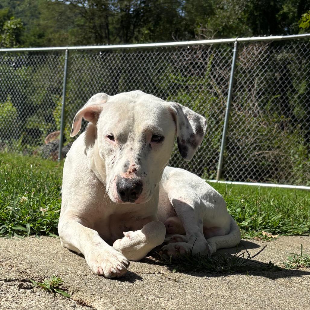 Enlarge Stetson, a Adoptable mixed breed in New Fairfield, CT image 6/6