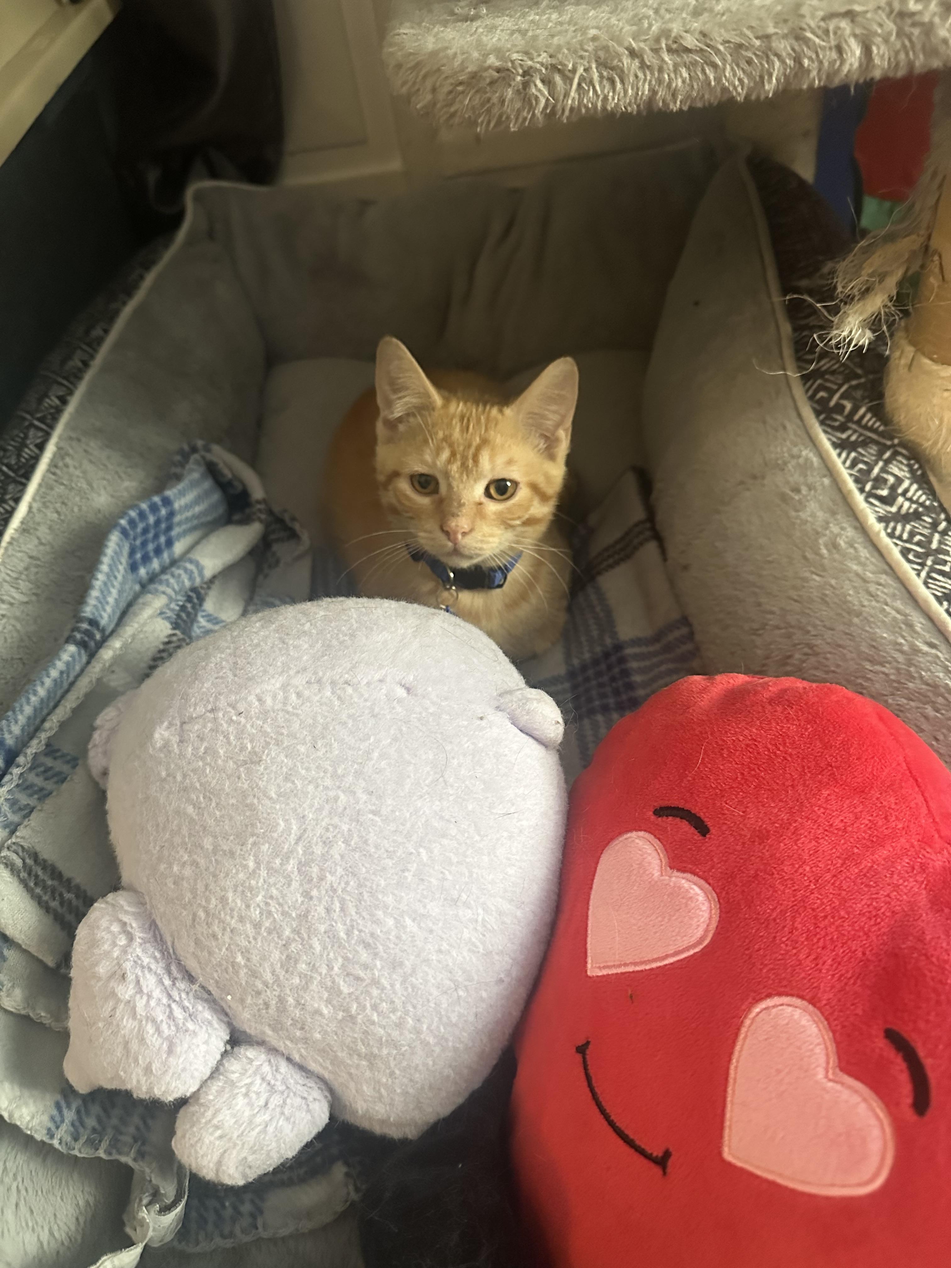 Charles, Adopted, Young Male American Shorthair.