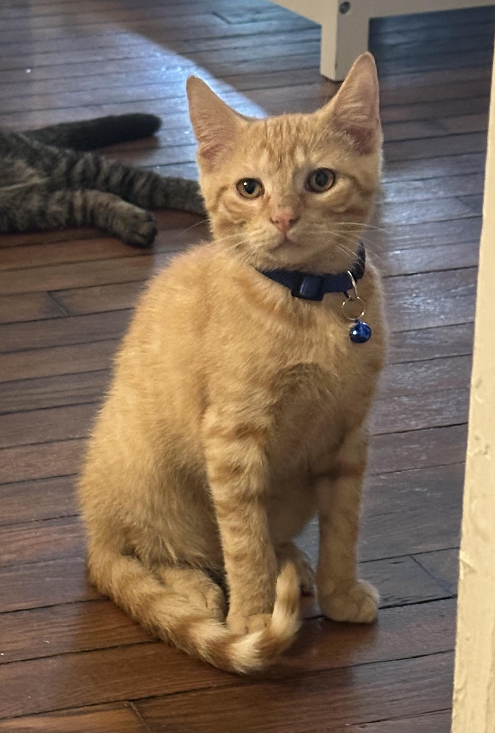 Charles, a Adopted American Shorthair in Elmira, NY image 2/2