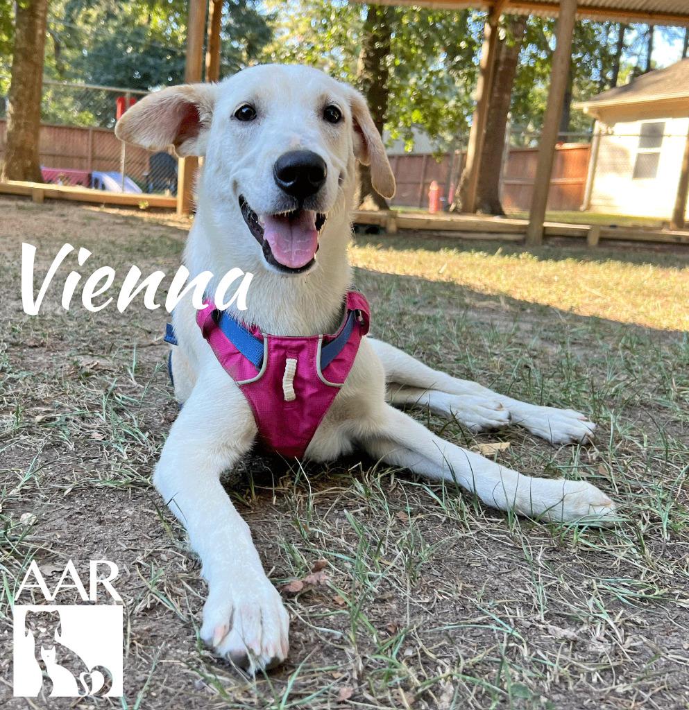 Enlarge Vienna, a Adoptable mixed breed in Magnolia, TX image 1/6