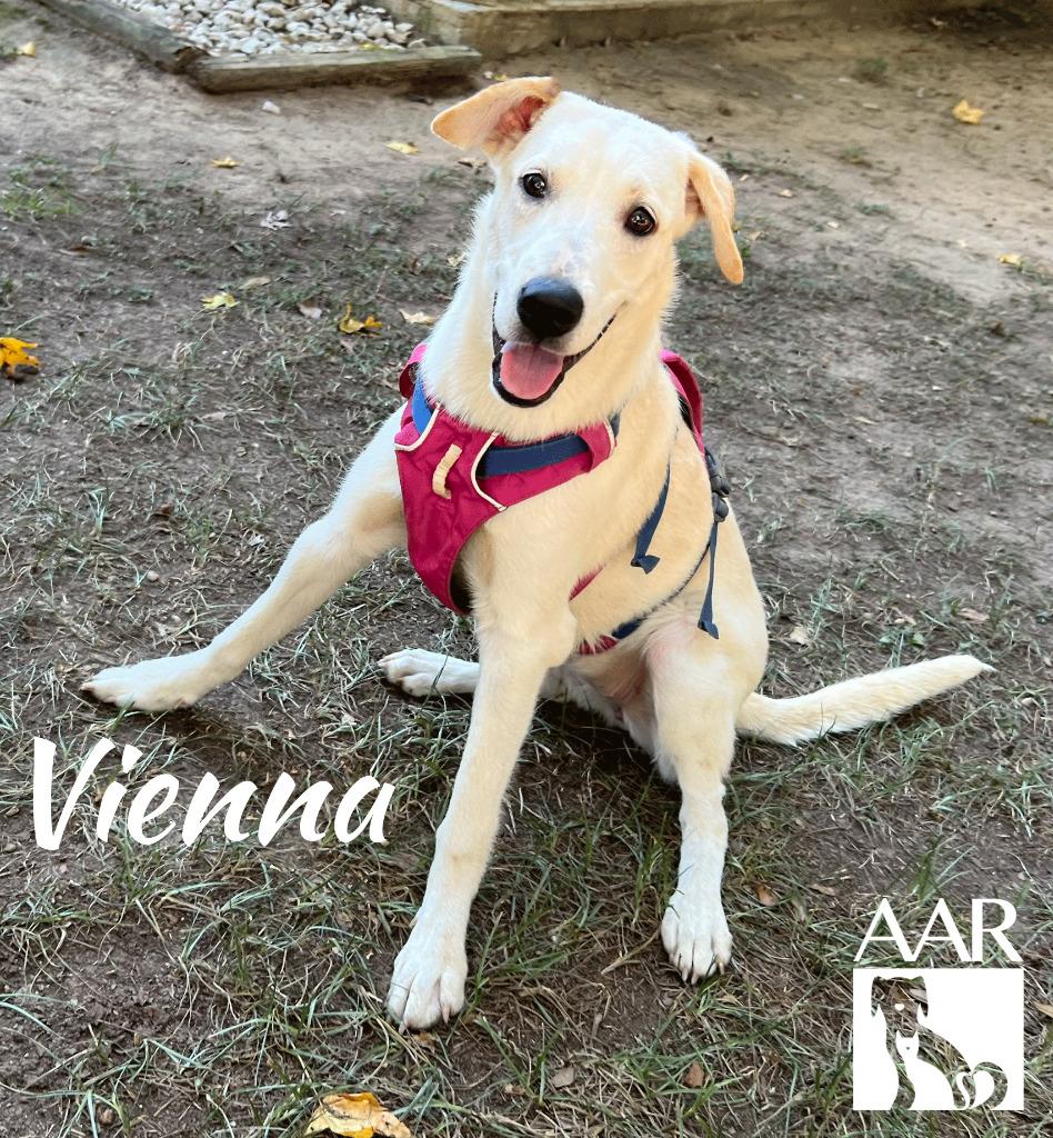 Enlarge Vienna, a Adoptable mixed breed in Magnolia, TX image 3/6