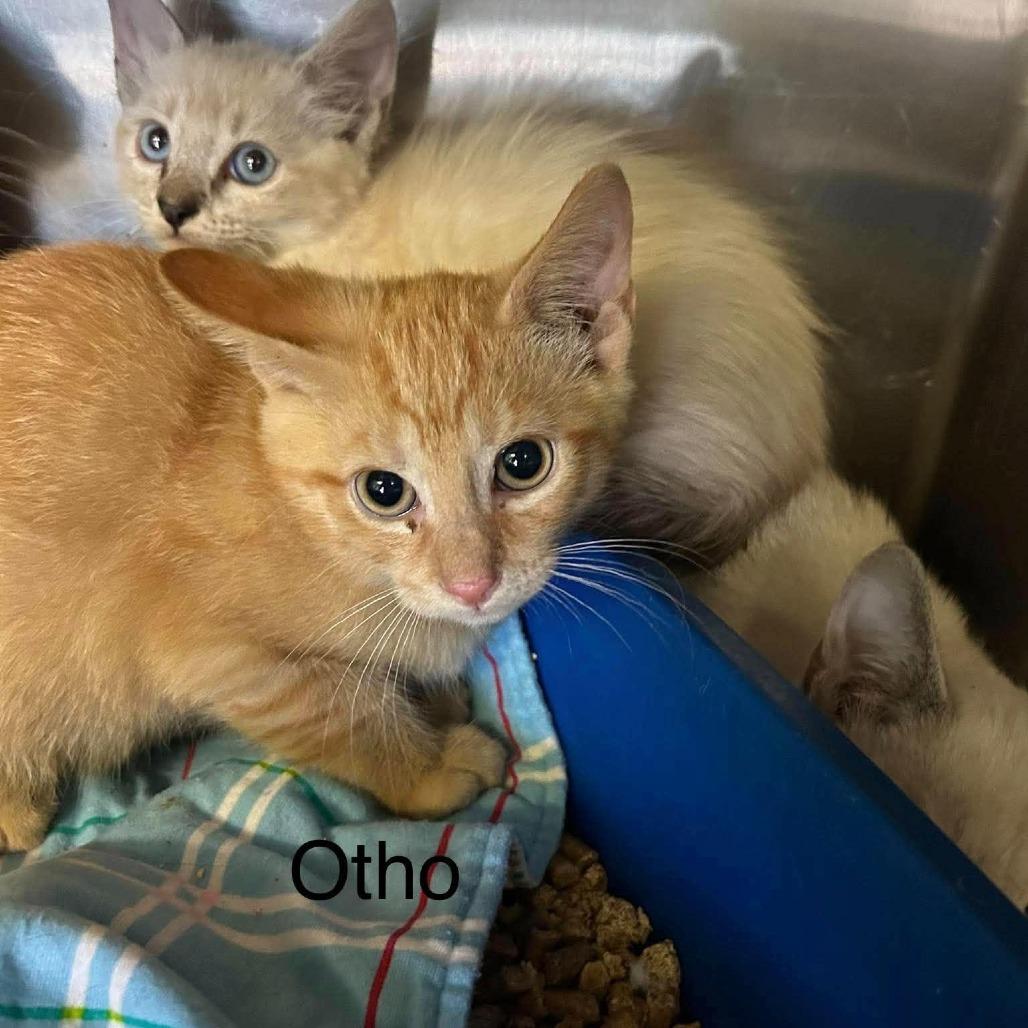 Enlarge otho, a Adoptable mixed breed in Madill, OK image 1/1