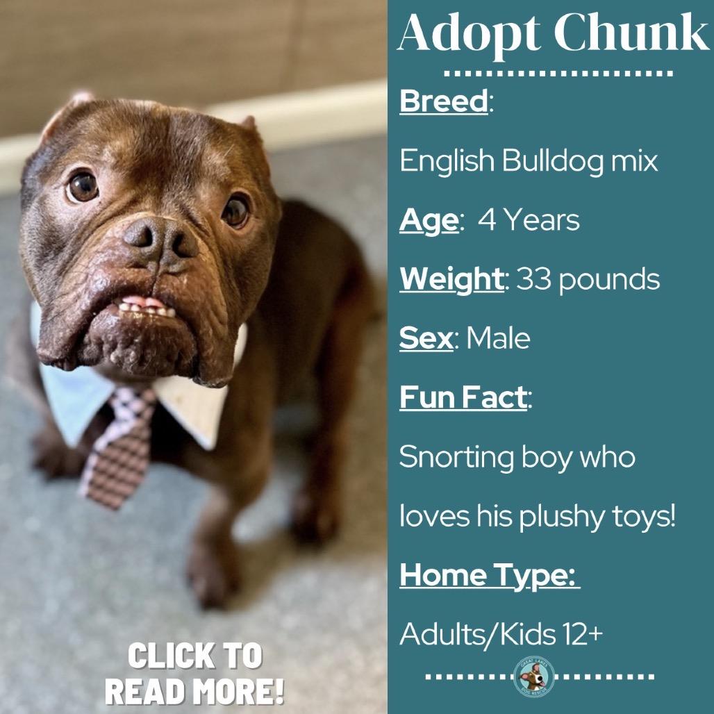 Enlarge Chunk, a Adoptable mixed breed in Metamora, MI image 1/6