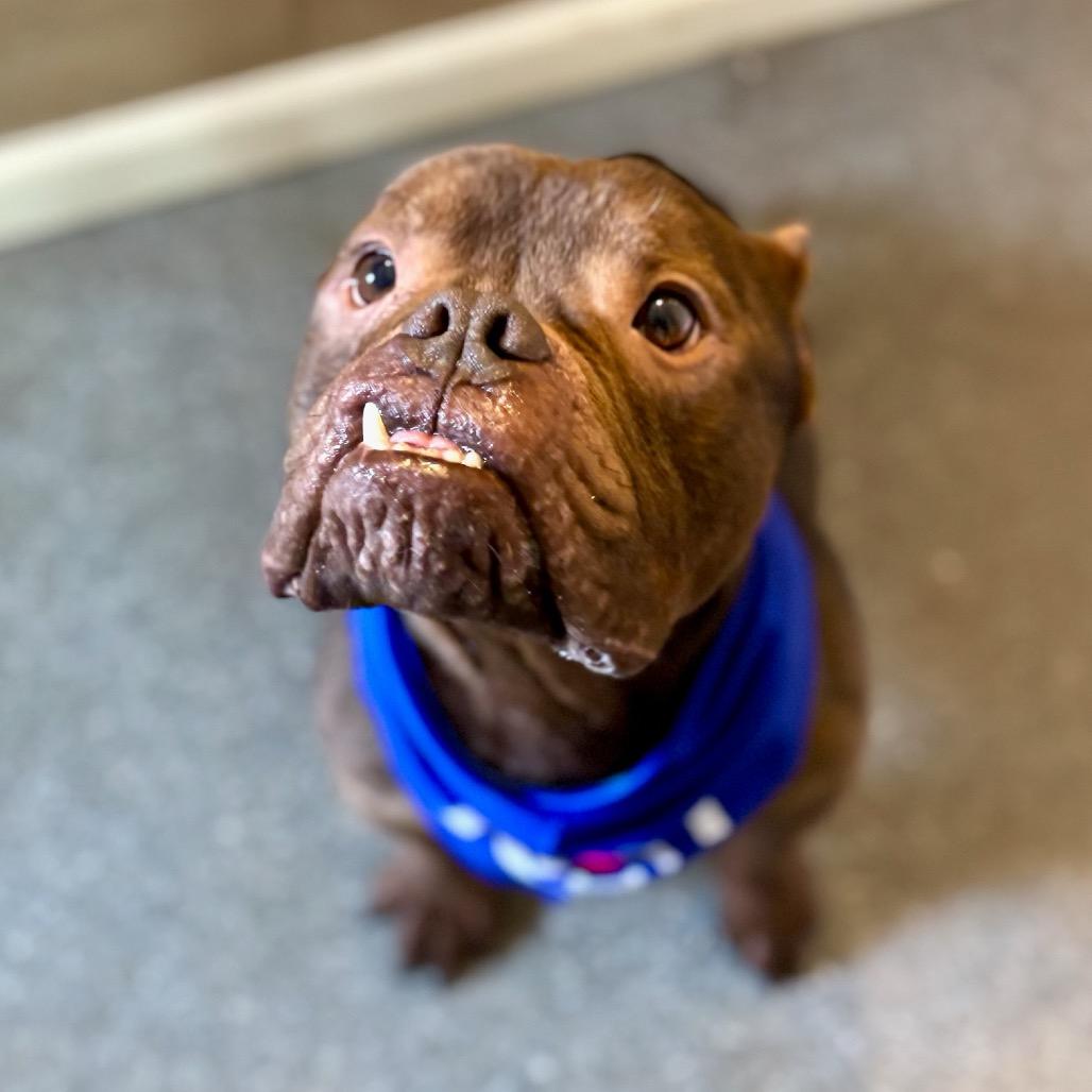 Enlarge Chunk, a Adoptable mixed breed in Metamora, MI image 2/6