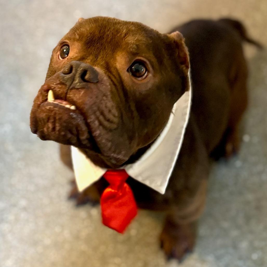 Enlarge Chunk, a Adoptable mixed breed in Metamora, MI image 4/6