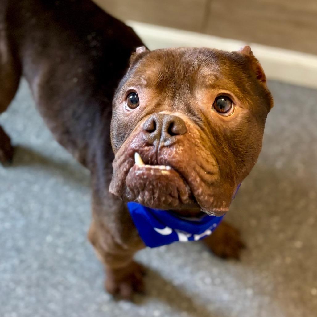 Enlarge Chunk, a Adoptable mixed breed in Metamora, MI image 5/6
