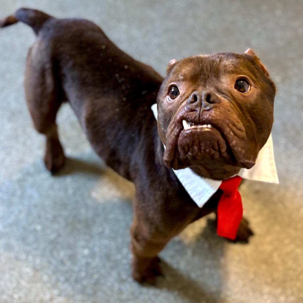 Enlarge Chunk, a Adoptable mixed breed in Metamora, MI image 6/6
