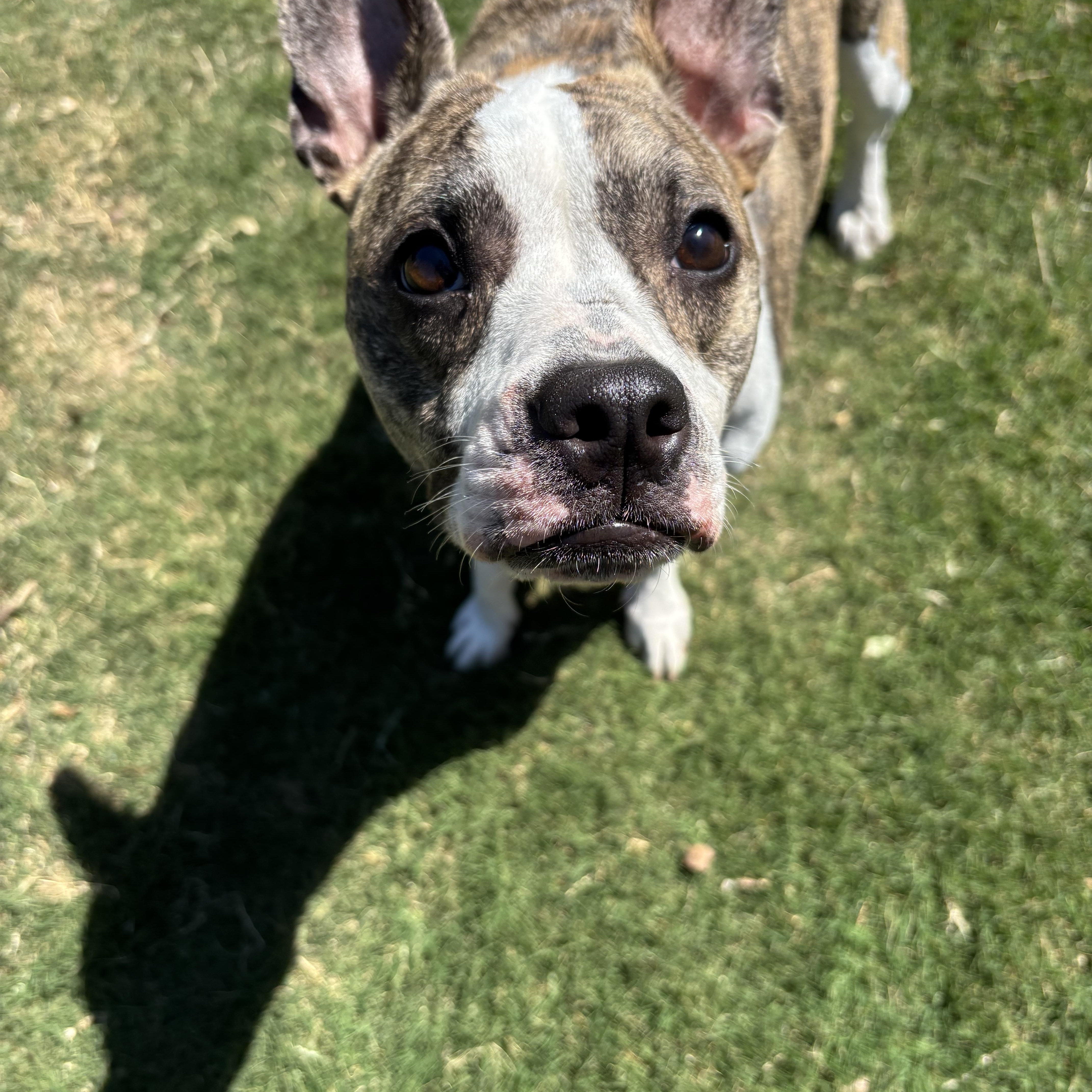 Enlarge Lolly, a ADOPTABLE mixed breed in Choctaw, OK image 2/3