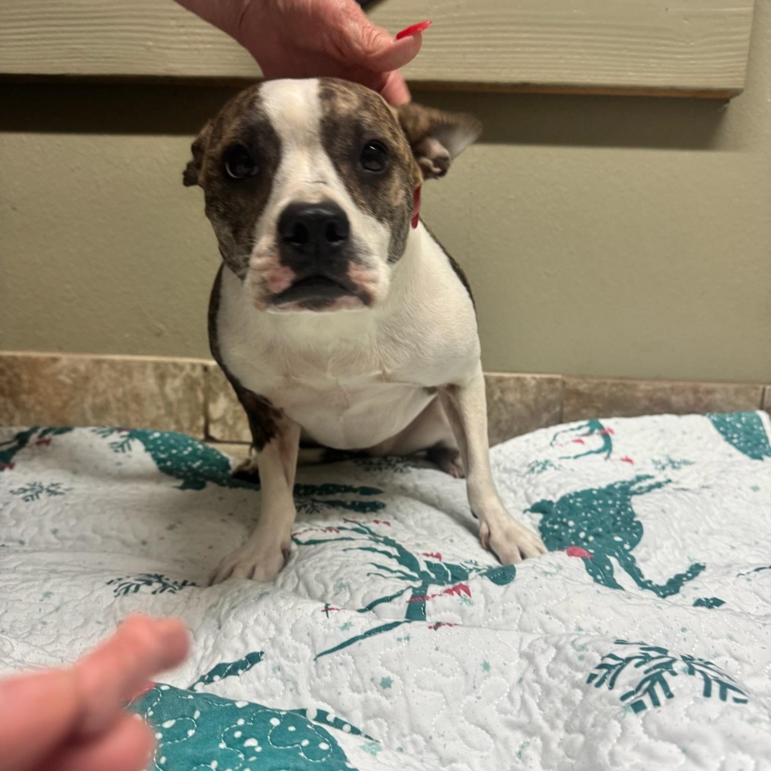 Enlarge Lolly, a ADOPTABLE mixed breed in Choctaw, OK image 3/3