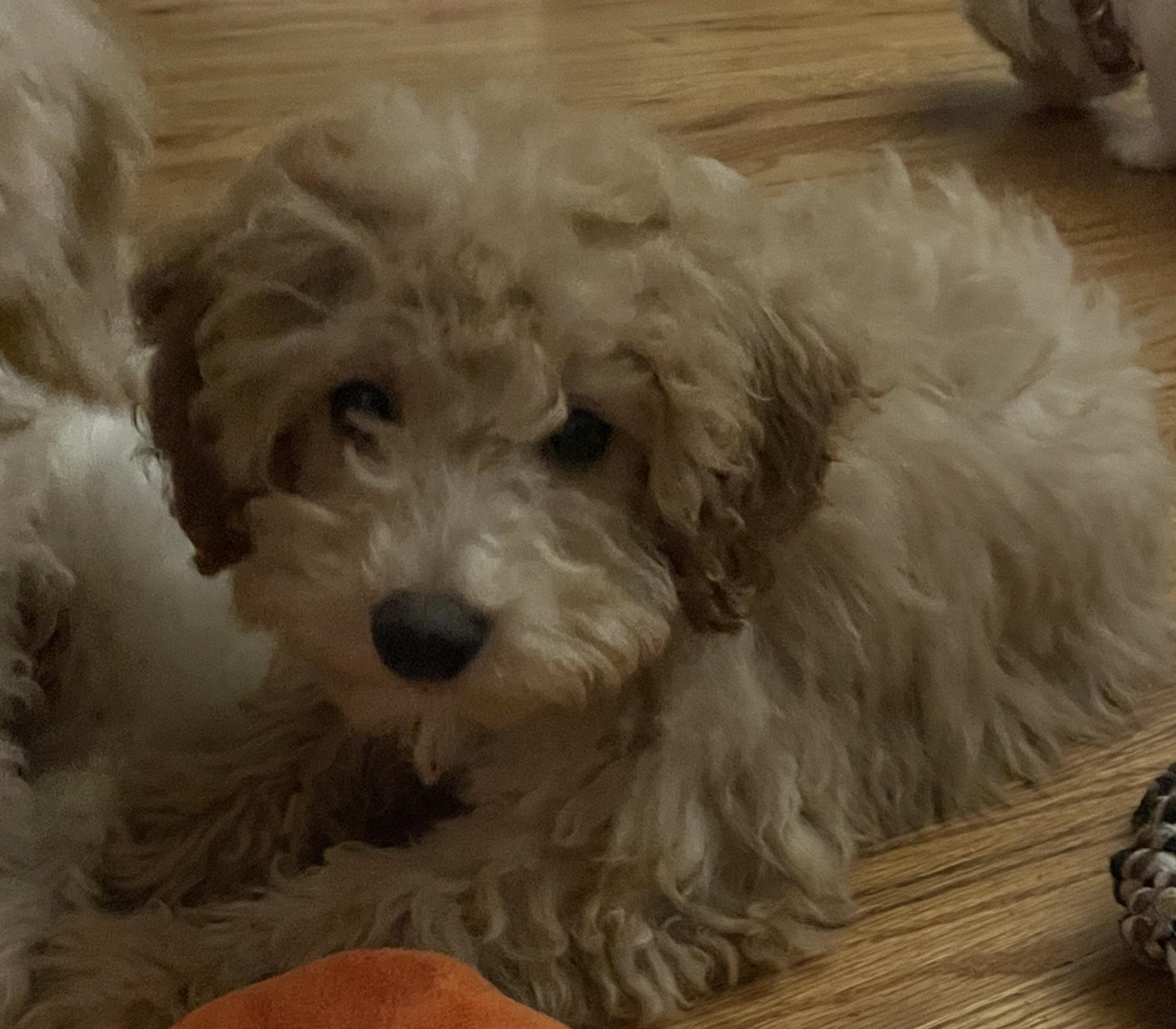 Enlarge Gigi, a ADOPTABLE Poodle in Overland Park, KS image 2/2