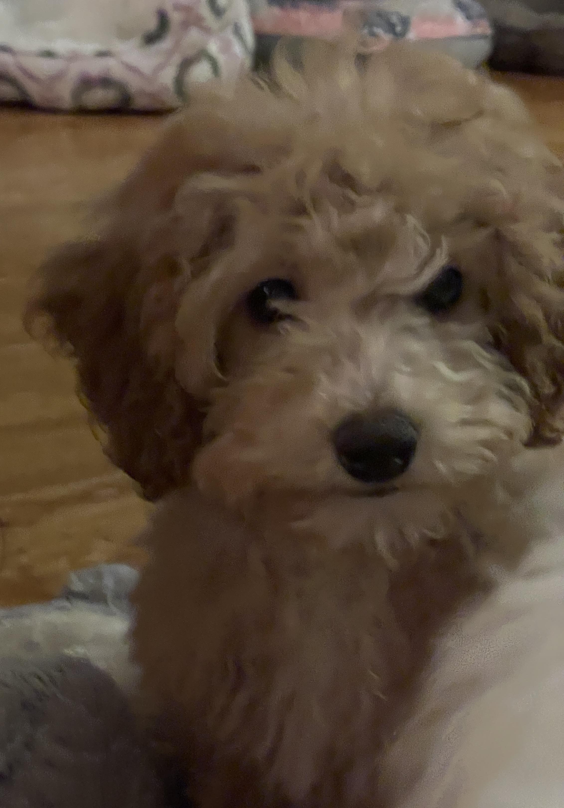 Gigi, ADOPTABLE, Puppy Female Poodle.