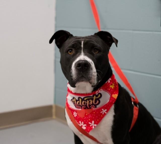 Enlarge Jayda, a ADOPTABLE mixed breed in Fayetteville, AR image 3/3