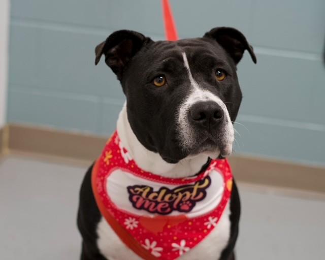 Jayda, ADOPTABLE, Adult Female Pit Bull Terrier.