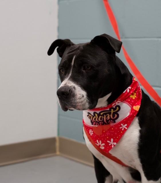 Enlarge Jayda, a ADOPTABLE mixed breed in Fayetteville, AR image 2/3