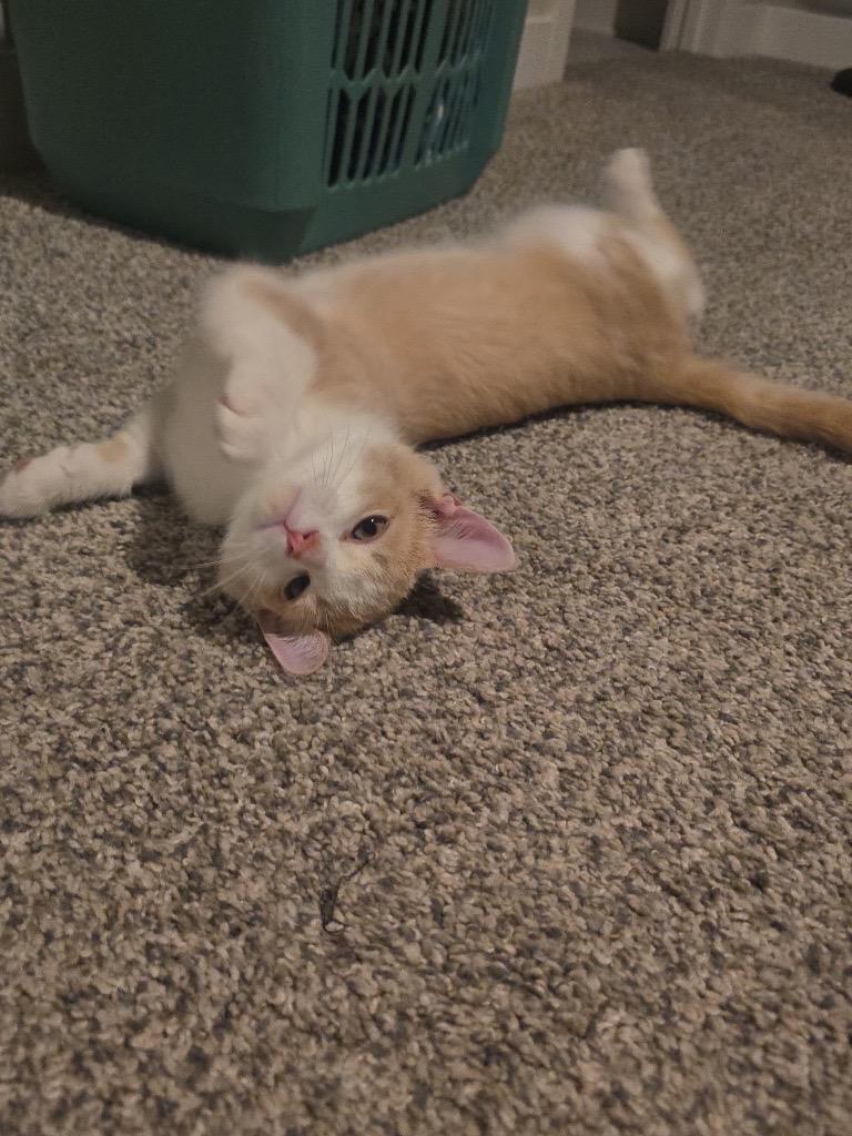 Rusty, Adoptable, Kitten Male Domestic Short Hair.