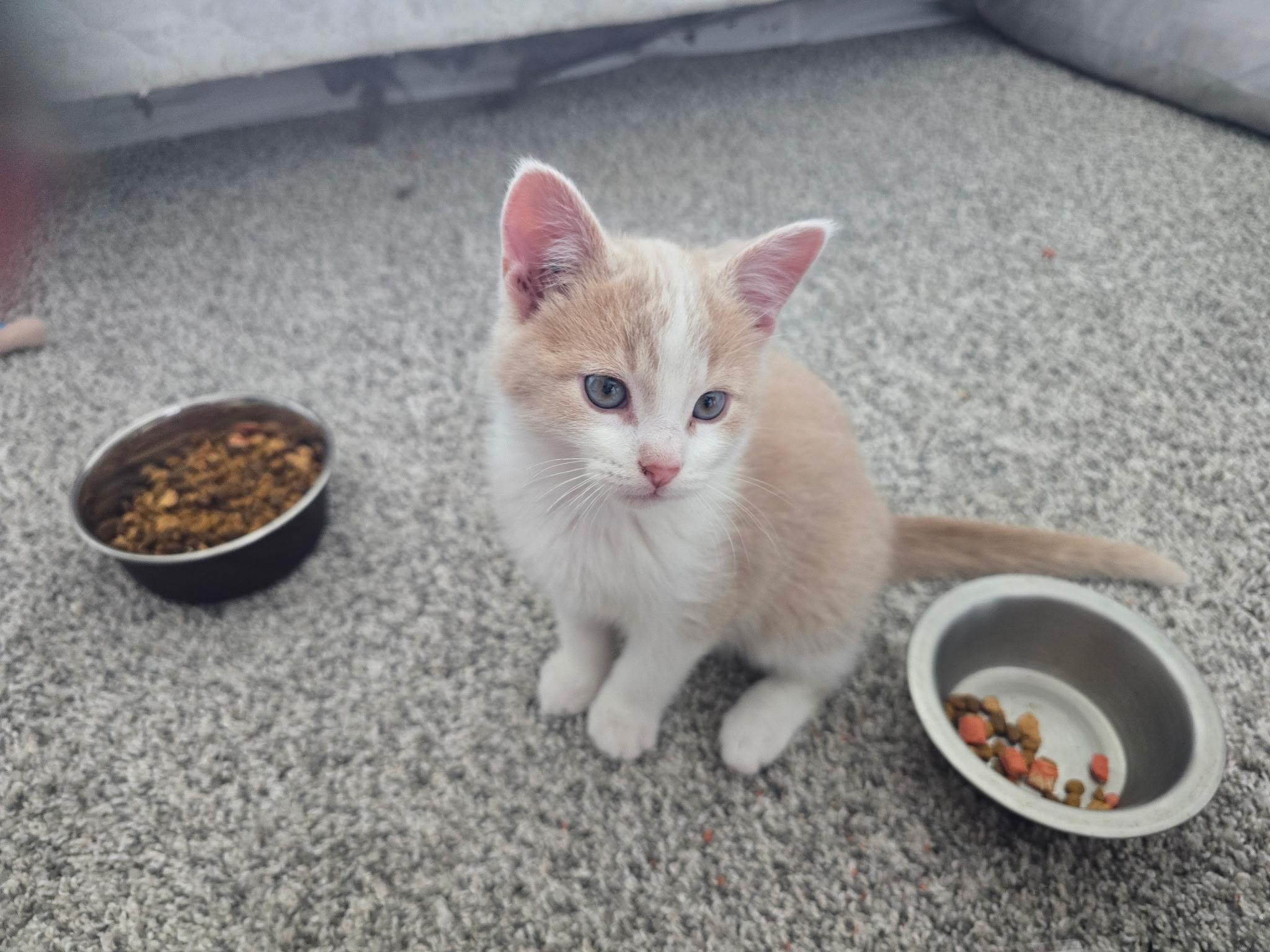 Enlarge Rusty, an adopted Domestic Short Hair in Farmington, MN image 3/6