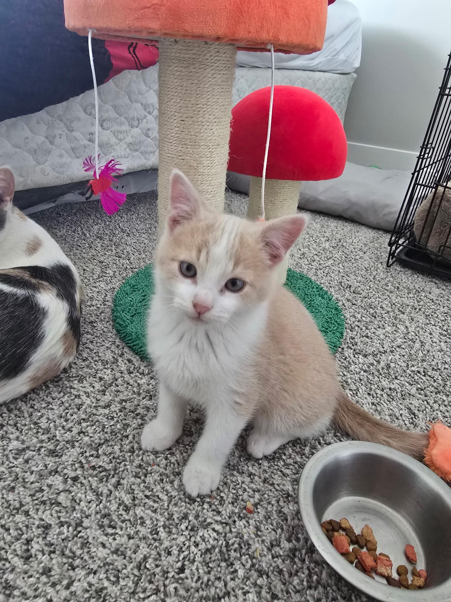 Enlarge Rusty, an adopted Domestic Short Hair in Farmington, MN image 4/6