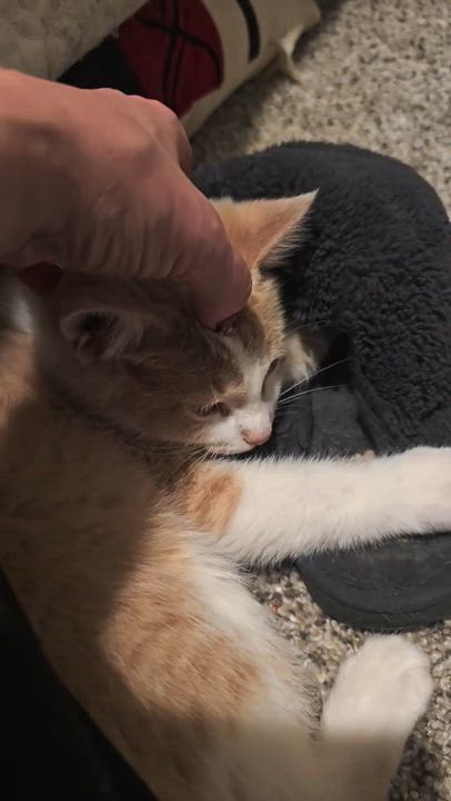 Enlarge Rusty, an adopted Domestic Short Hair in Farmington, MN video 5/6