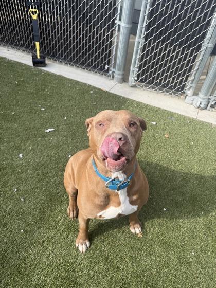 Enlarge Odie, a Adoptable mixed breed in Lafayette, IN image 2/3