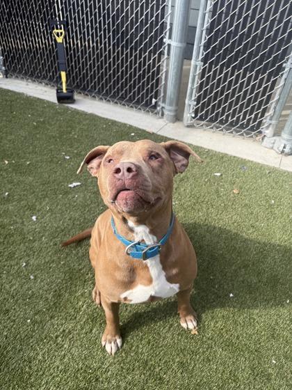 Enlarge Odie, a Adoptable mixed breed in Lafayette, IN image 3/3