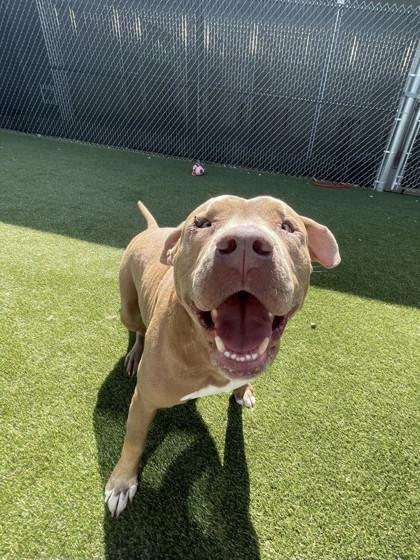 Enlarge Odie, a Adoptable mixed breed in Lafayette, IN image 3/3