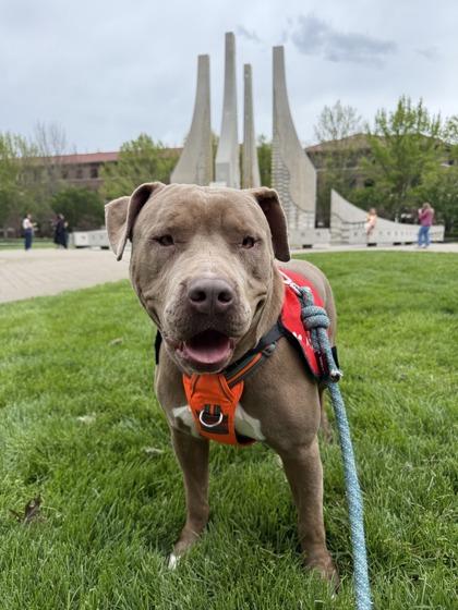 Enlarge Odie, a Adoptable mixed breed in Lafayette, IN image 2/2