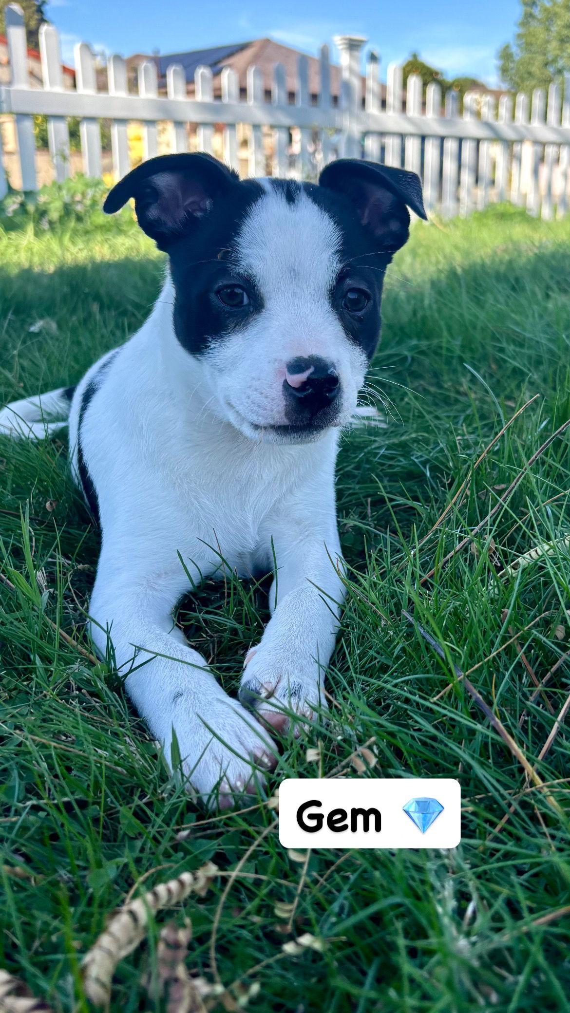 Enlarge Gem, a Adoptable Mixed Breed in San Diego, CA image 1/3