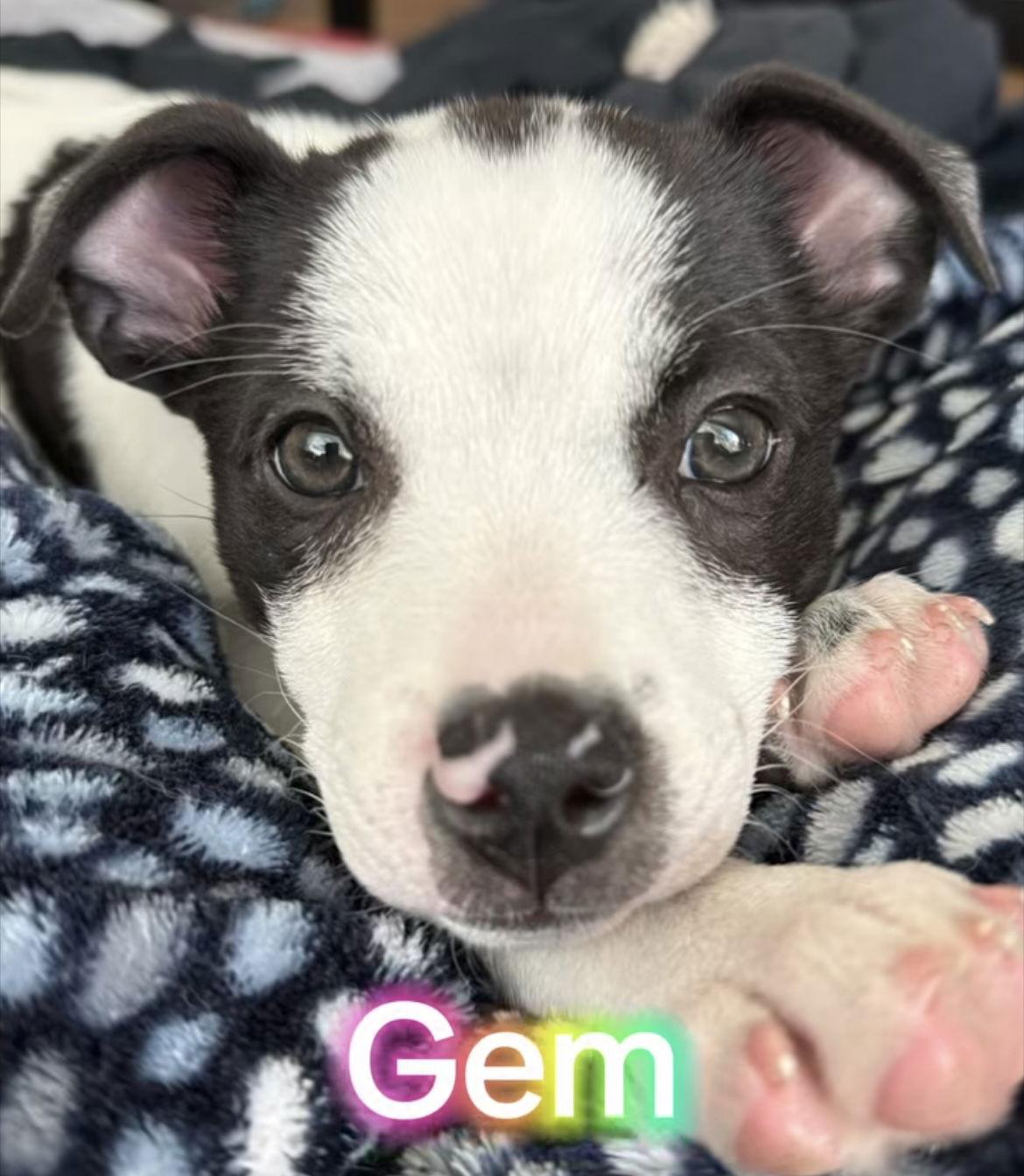 Enlarge Gem, a Adoptable Mixed Breed in San Diego, CA image 2/3