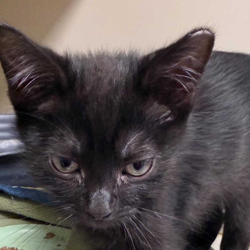 Enlarge Jackson, a Adoptable Domestic Short Hair in Ponca City, OK image 1/1