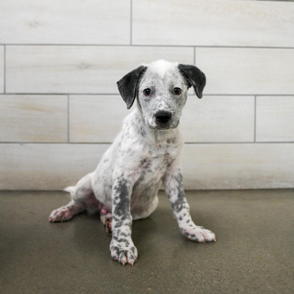 Ranger, Adoptable, Young Male Cattle Dog.