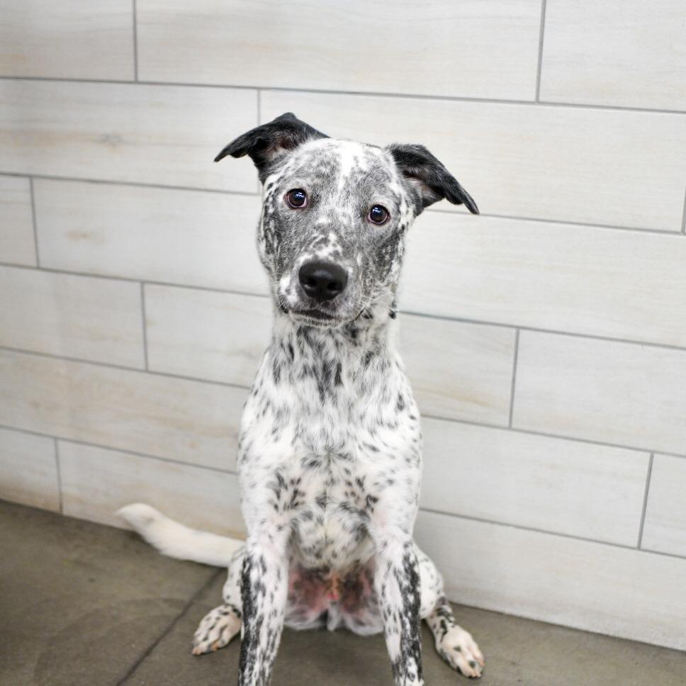 Enlarge Ranger, a Adoptable Cattle Dog in West Jordan, UT image 2/3