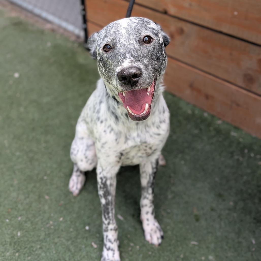 Ranger, a Adoptable Cattle Dog in West Jordan, UT image 2/2