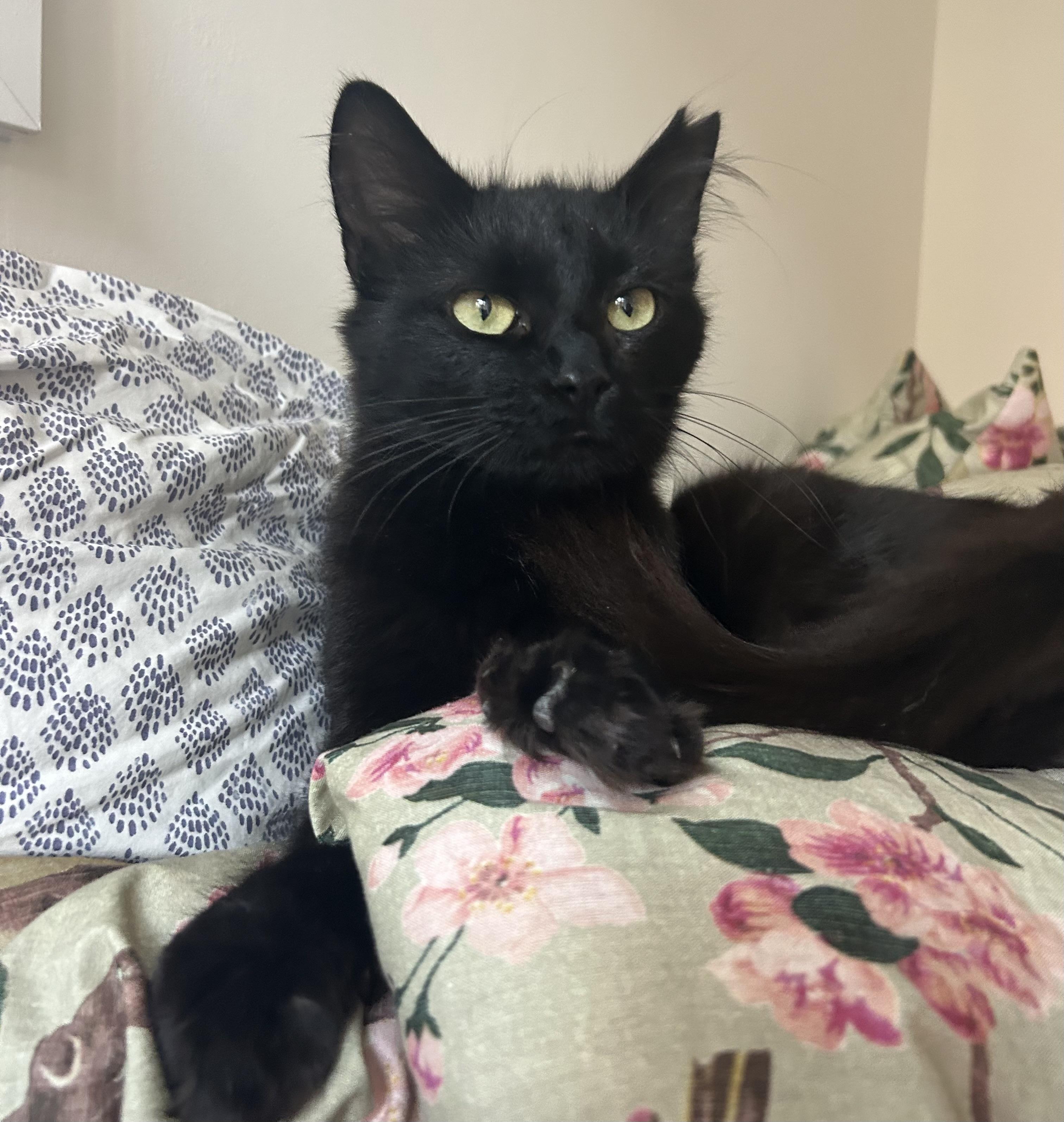 Enlarge Quinn, a ADOPTABLE Domestic Long Hair in Alexandria, VA image 5/6