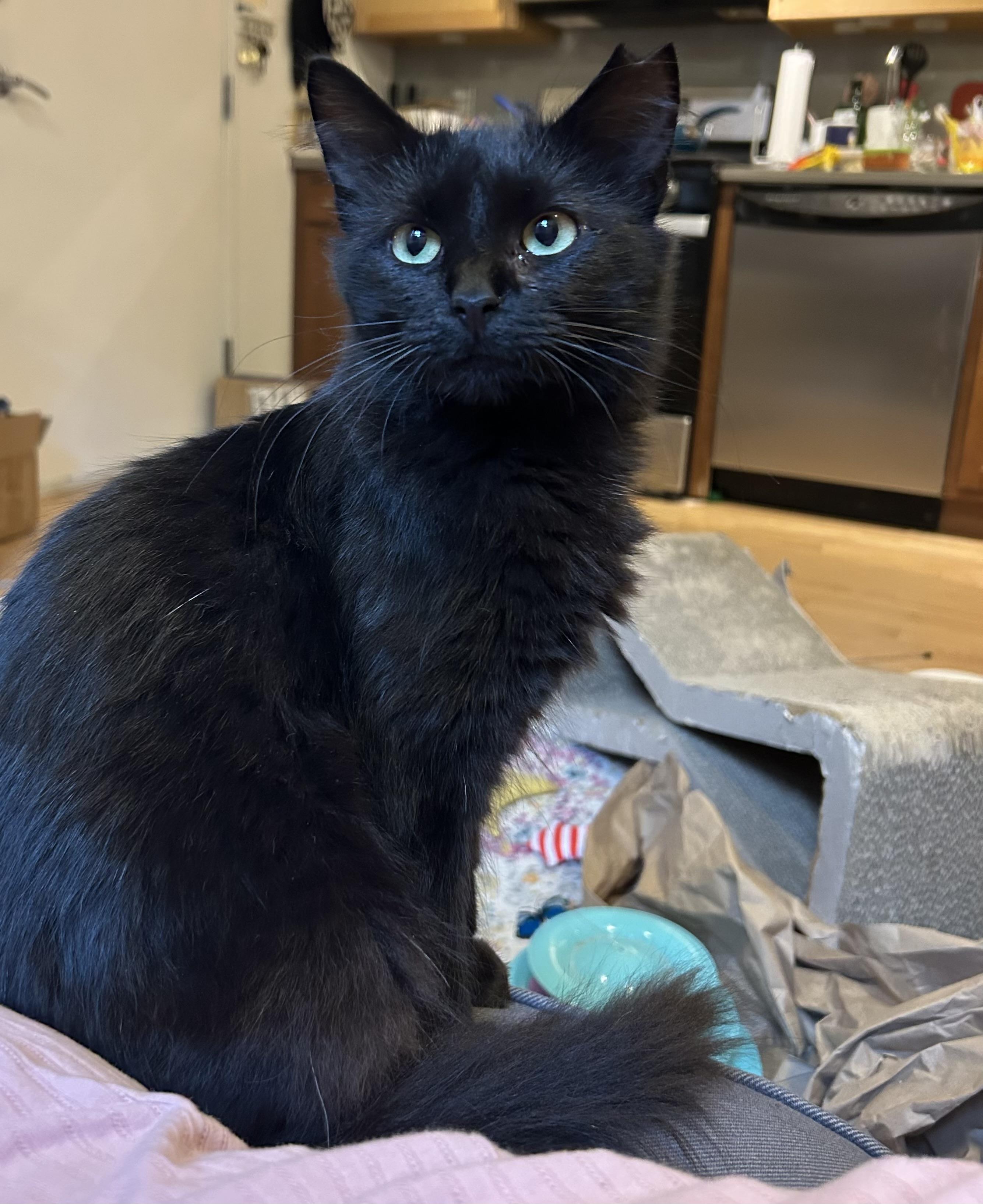 Enlarge Quinn, a ADOPTABLE Domestic Long Hair in Alexandria, VA image 2/6