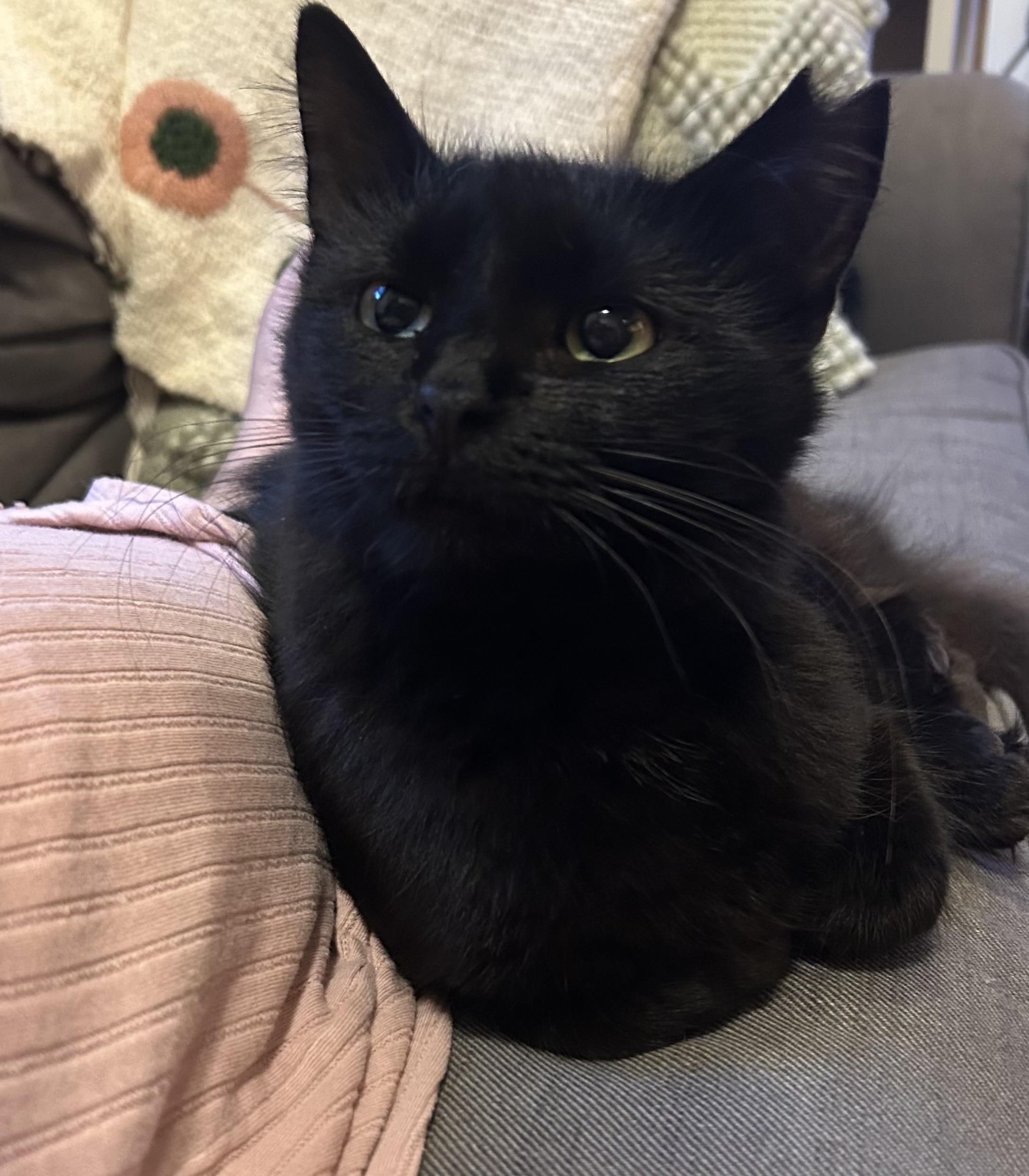 Enlarge Quinn, a ADOPTABLE Domestic Long Hair in Alexandria, VA image 4/6