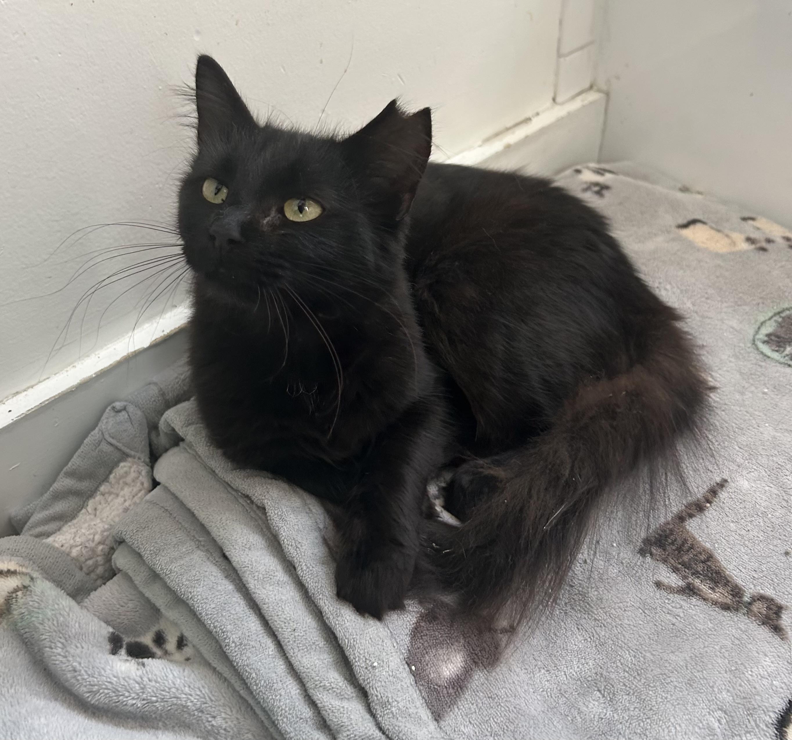 Enlarge Quinn, a ADOPTABLE Domestic Long Hair in Alexandria, VA image 3/6