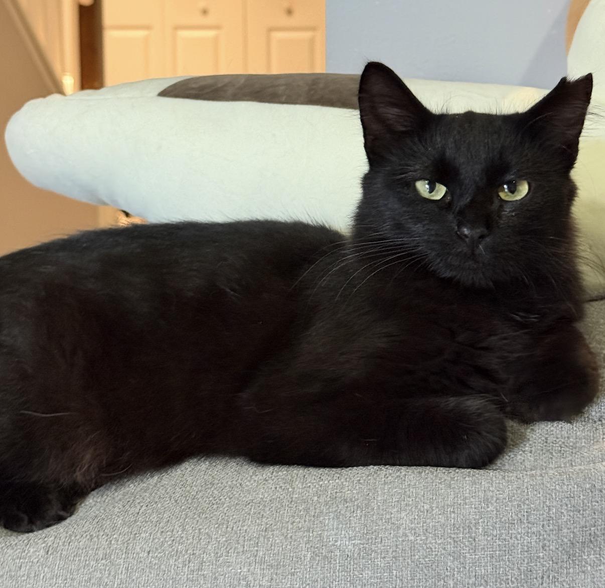 Enlarge Quinn, a ADOPTABLE Domestic Long Hair in Alexandria, VA image 1/6